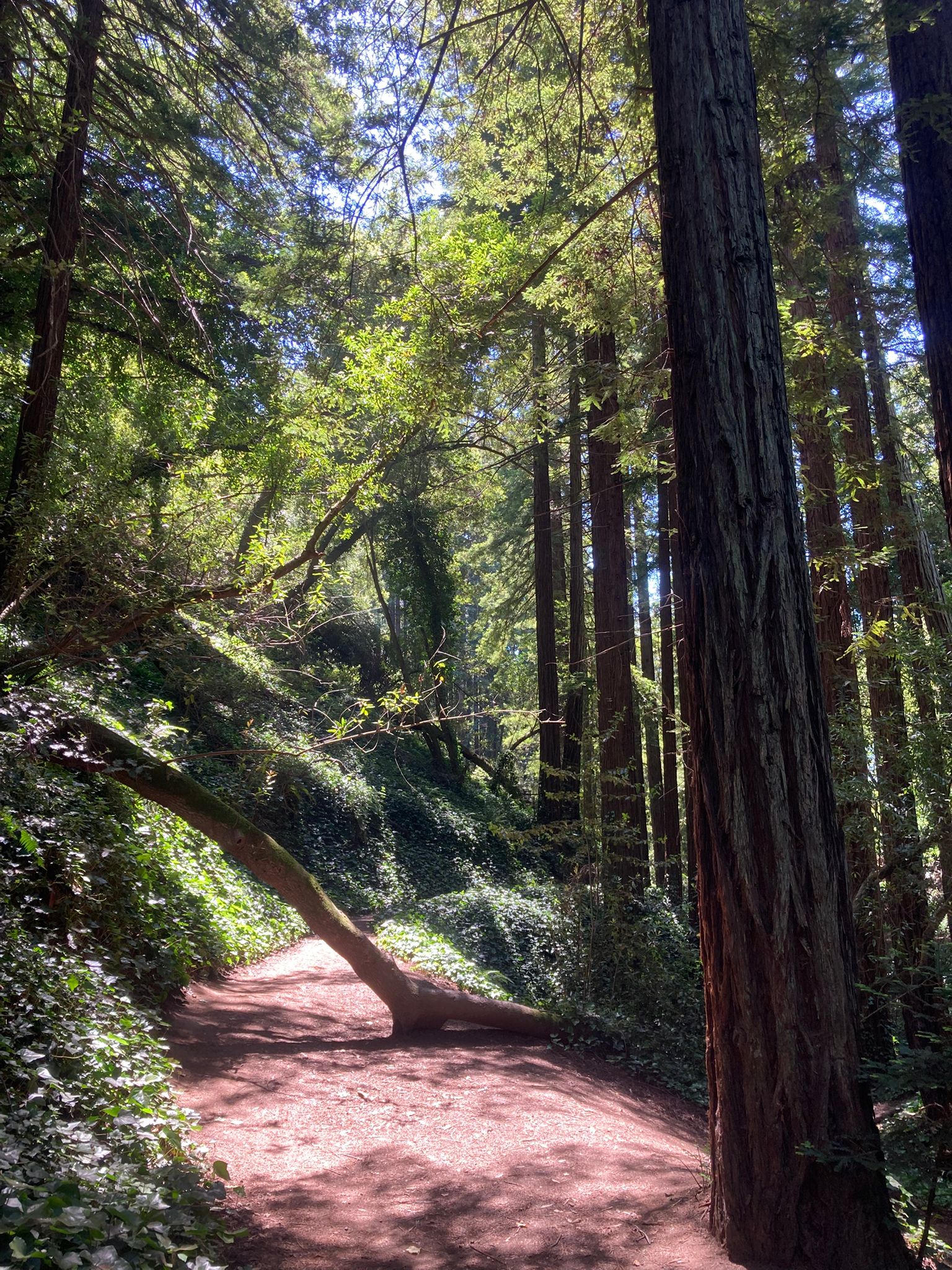 A dirt trail curving through a redwood grove at Joaquin Miller Park in Oakland, a fallen limb crossing the path in dappled sunlight